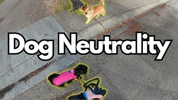 How to Train Your Dog to Ignore Other Dogs: Step-By-Step Tutorial