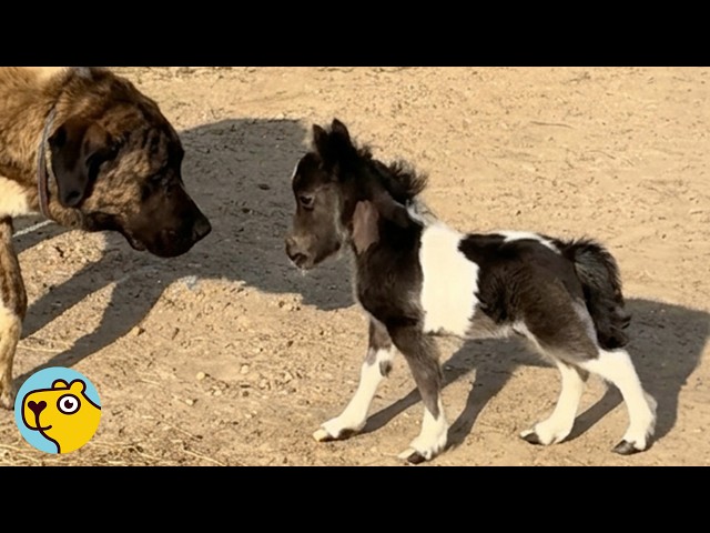20 Inch Mini Horse Loves Chasing His Giant Brothers Around - YouTube