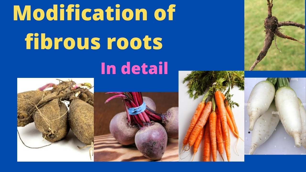 Modification of Adventitious Roots || Fibrous Roots || plant roots and their types|| biology
