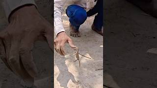 😱 रेस्क्यू करते ही उंगली चबा ली! खतरनाक बिषखोपड़ा का जानलेवा हमला | Monitor Lizard Rescue