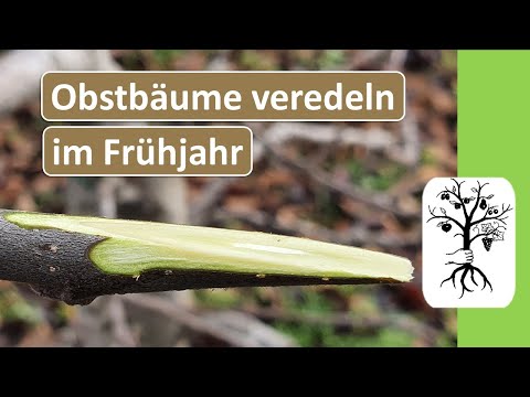 Video: Pfropfen in gesp altene Obstbäume