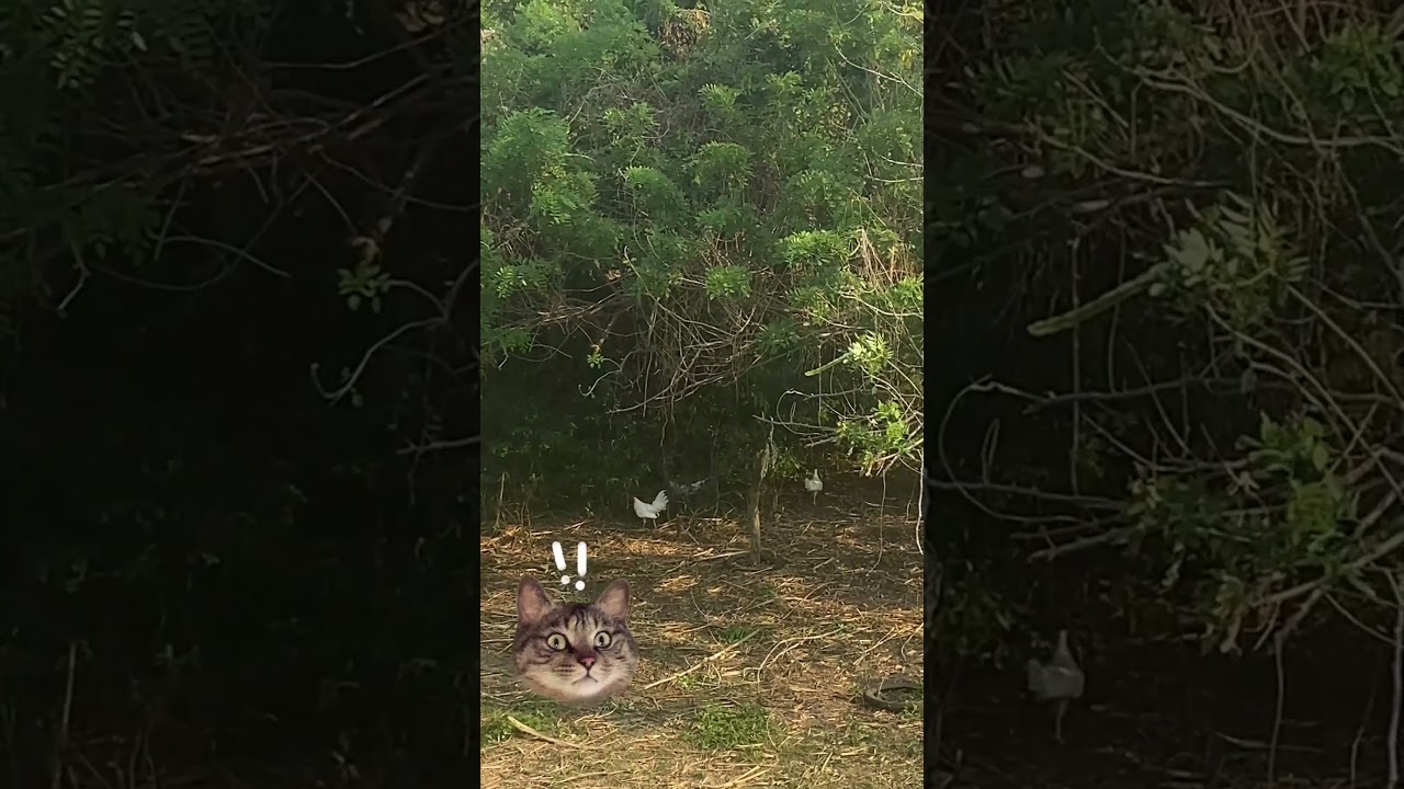 I just saw a wild chicken!!  