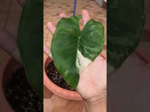 ผลสลากกินแบ่งรัฐบาล วันที่ 1 พย. 2567