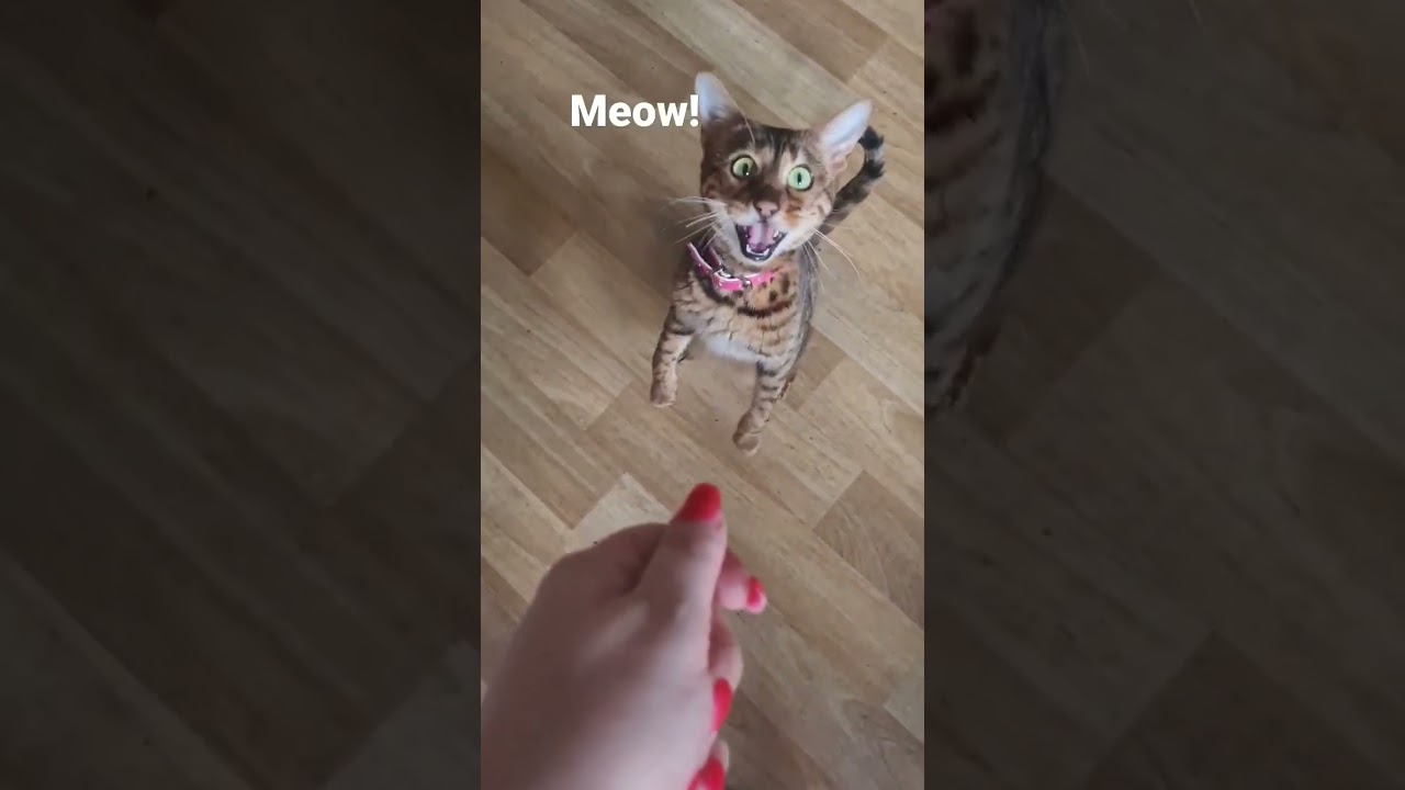 BEST OF MEOW 2022 🎶❕🔊