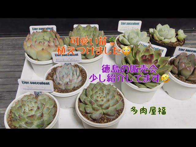 Vlog 697] [Succulents] Finally debuted! farmPALK 