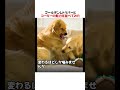 ゴールデンレトリバーとコーギーの魅力を並べてみたｗｗｗｗｗ