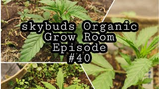 Skybuds Organic Grow Room : 5x5 #40