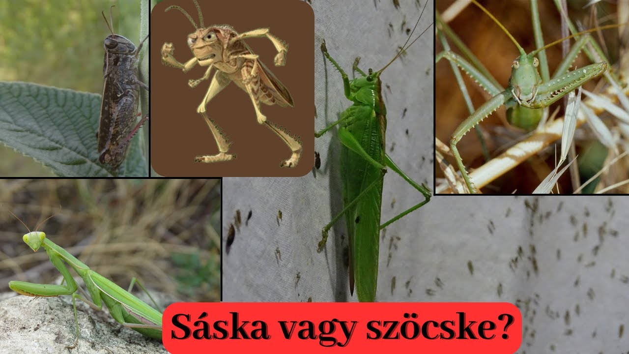 Mi a különbség a sáska és a szöcske között? Megmutatom :) - YouTube