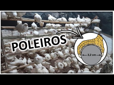 Vídeo: Poleiro faça você mesmo para galinhas. Como fazer um poleiro para galinhas?