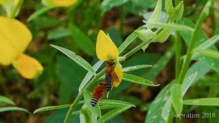 Pollination, Fabaceae Flower And Megachilid Bee