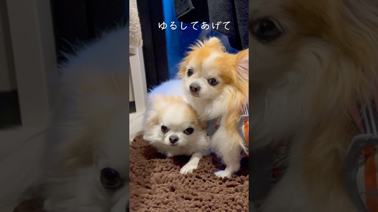 イタズラして怒られた妹チワワを庇うチョッピさん