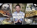 The Best Pet Reptile REVEALED!