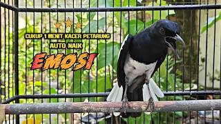 Suara Burung Kacer Ngerol Bikin Cepat Menaikan Emosi Kacer Lawan