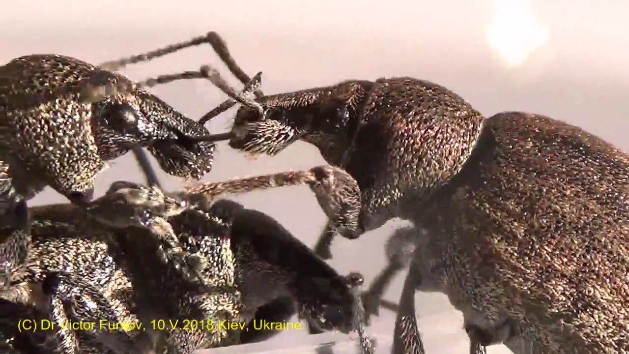 Spring Monster: Alfalfa Snout Beetle Otiorhynchus ligustici (Curculionidae)