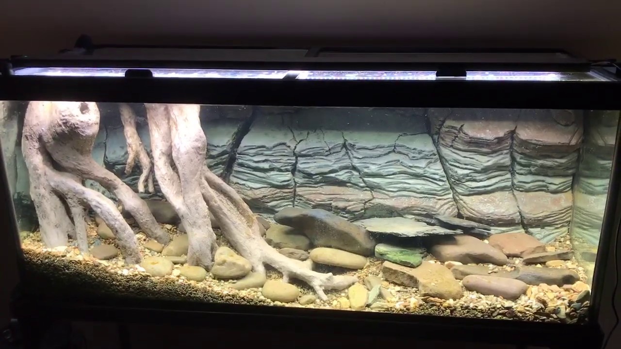 US Native Stream Tank with DIY 3D Styrofoam Rock Wall Background & DIY  Roots Update - YouTube