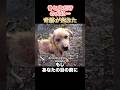 骨と皮だけの犬に…奇跡が起きた