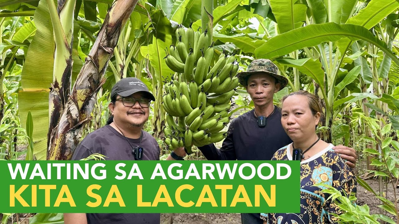 Kumita sa Lacatan while Waiting sa Agarwood! Banana as Shade Plant Intercropped with Agarwood