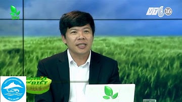 Nguyên nhân và cách khắc phụ hiện tượng cá nổi đầu khi thời tiết thay đổi