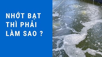 Cách xử lý nhớt bạt trên ao nuôi tôm | Lê Đức Chung Official