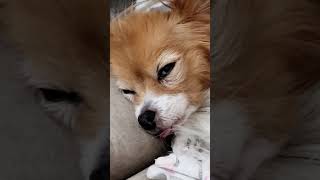 Papillon dog dreaming #shorts #dog #papillon