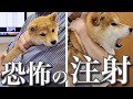 病院で堂々と振る舞う妹豆柴に対し絶叫を繰り返す兄柴