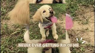 Download lagu ~ never ever getting rid of me - *BEST PART LOOPED   sped up*