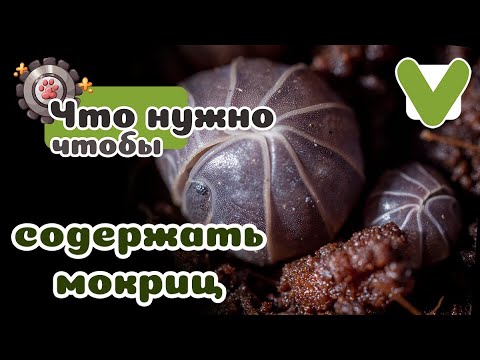 ЗАВЕЛА ПЯТЬ ВИДОВ МОКРИЦ, КАК ПРАВИЛЬНО УХАЖИВАТЬ?