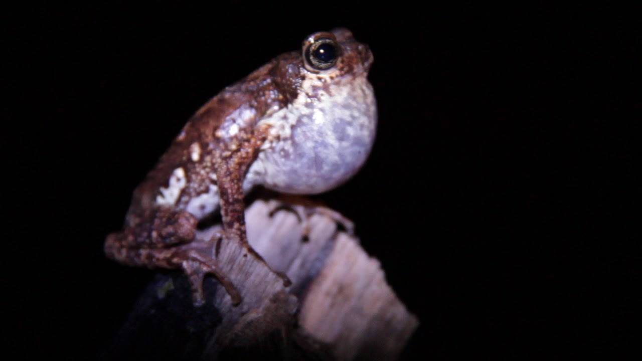 Pedostibes tuberculosus