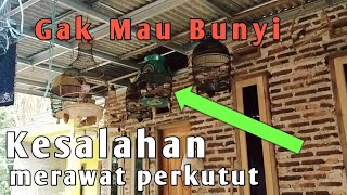 Download Lagu cara merawat burung perkutut yang benar dan baik MP3