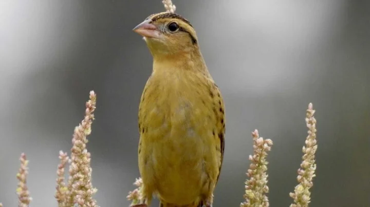 iNaturalist for Birders