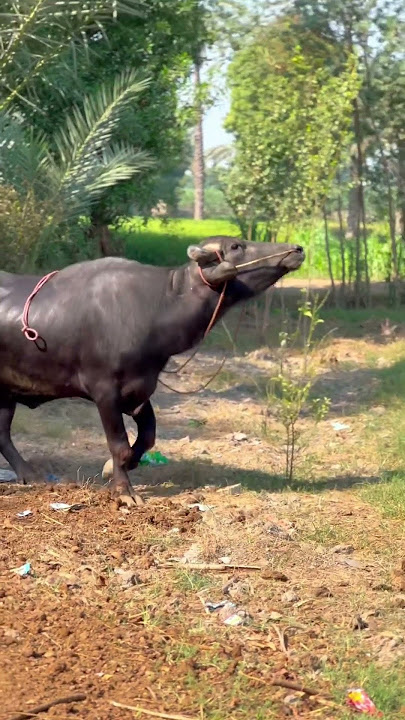 Breeder Buffalo Running #shorts #shortvideo #buffalo
