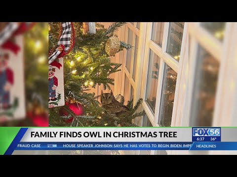 Lexington family finds owl in Christmas tree