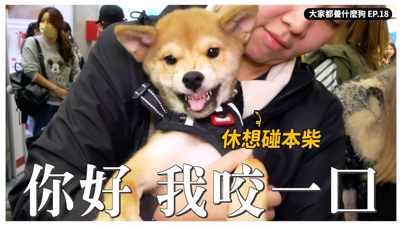 柴柴咬！臘腸咬！神犬邊境會看鏡頭？【大家都養什麼狗】｜熊爸估狗
