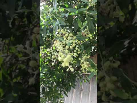 ازهار شجرة الكابرس