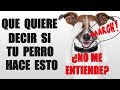 14 Señales de CALMA - Esto es lo que QUIERE DECIRTE tu Perro