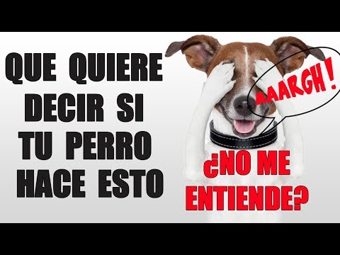 Video: Entendiendo las señales de calmar al perro