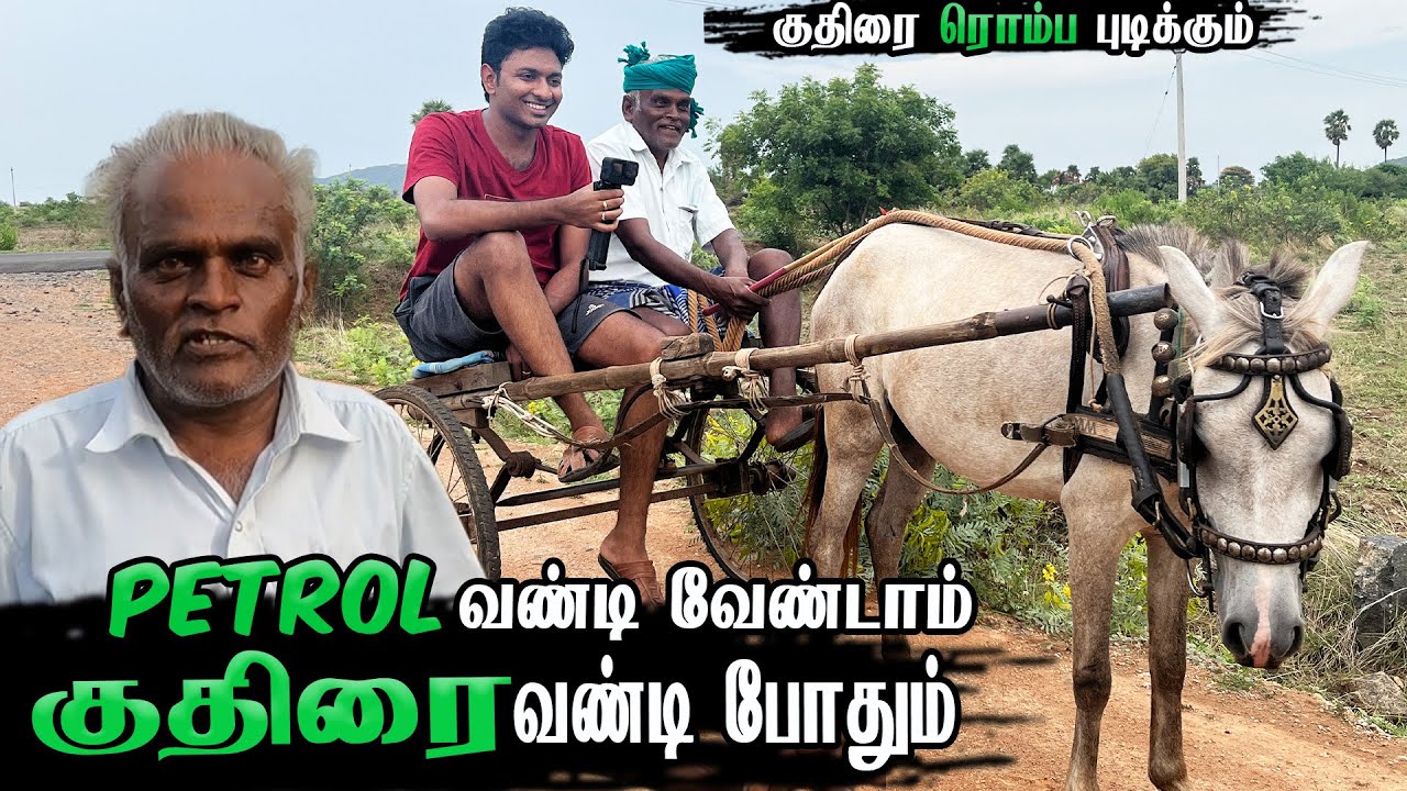 குதிரைக்கு வண்டி மாட்டும் முறை  |  குதிரை வளர்ப்பு  | @velaandesam