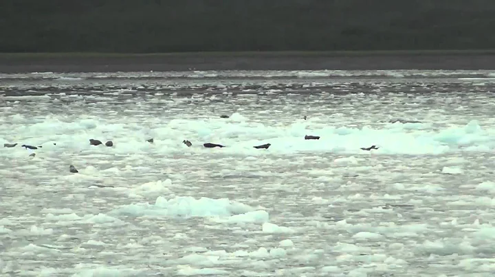 Seward kenai Frojd's National park cruise wildlife...