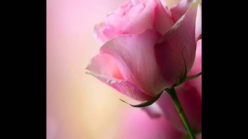 قراءة من سورة غافر