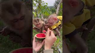 Download Lagu Susu nimbly grabbed the first slice of watermelon.😅 MP3