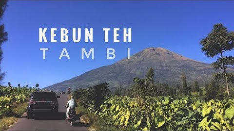 WISATA ALAM : Keindahan Kebun Teh TAMBI Temanggung wonosobo
