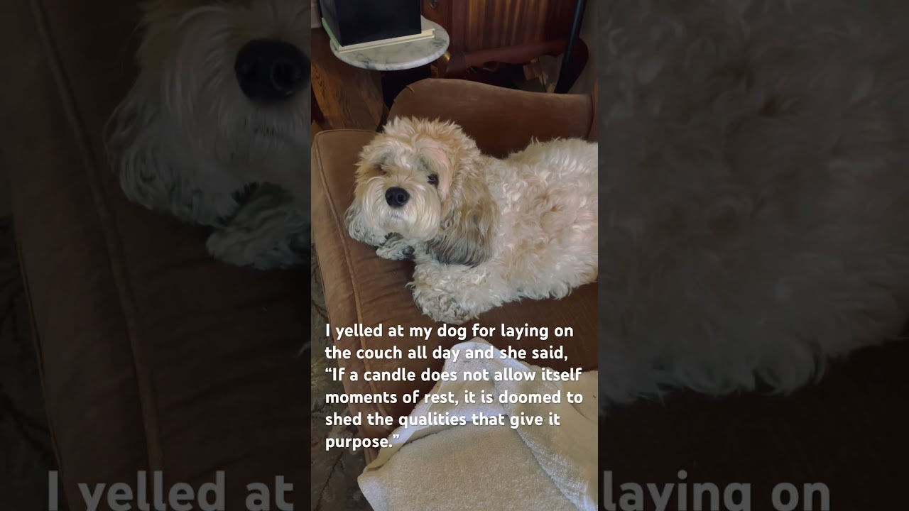 Philosophy response dog