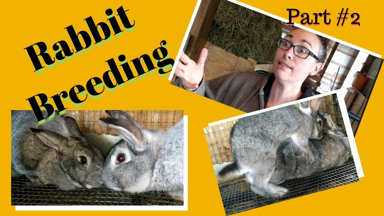 How to breed rabbits part 2 ( Sunday Funday 2018) - YouTube