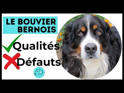 Vidéo: Les bouviers bernois sont-ils agressifs ?