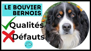 Tout Savoir sur le Bouvier Bernois Caractère  Qualités  Défauts