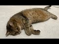 凄まじき眠気に襲われて魂が抜け落ちてしまった猫w