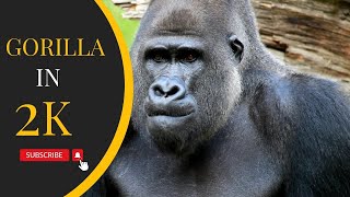 Gorilla | Wild Facts | 2K ( 1440p )