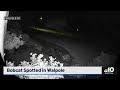 Walpole bobcat sighting caught on camera