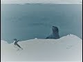 Terrore nella baia, arriva la foca leopardo