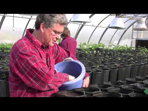 Video: Hvordan Forplante Kastanjer? Forplantning Av Tre Ved Stiklinger Og Frukt, Trekk Ved Kastanjeutbredelse